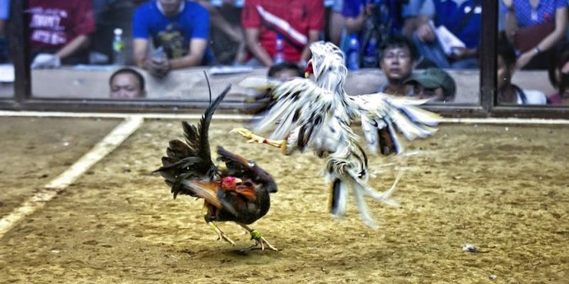 alo789vn qq88 bắn cá